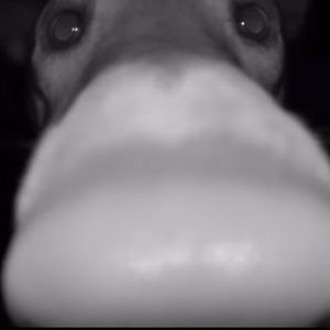 Meet your Posher, Haelee